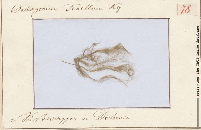 Oedogonium tenellum.jpg